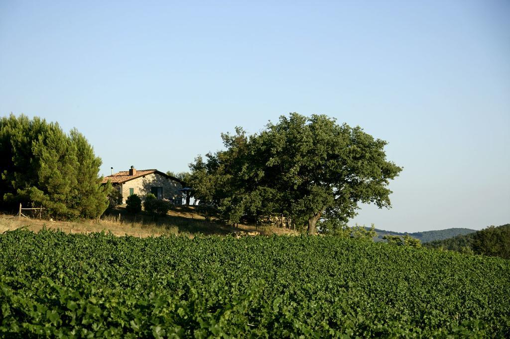 Fattoria Poggio Foco Villa Manciano Szoba fotó